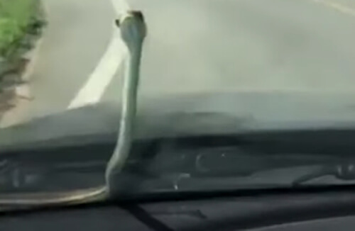 Маленькая змейка заползла на капот машины, но её не прокатили