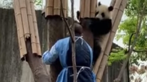 Чтобы добраться до панды, смотрителю пришлось стать покорителем деревьев