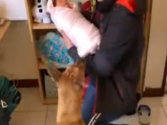 Пёс, познакомившийся с новым членом семьи, не смог сдержать восторг