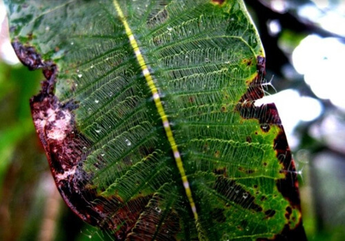 Сидя на древесном листе, гусеница идеально вписывается в окружающую среду