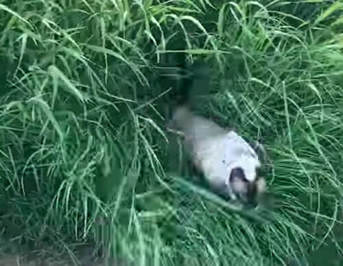 Прыгучая кошка с громким голосом никогда не заблудится в траве