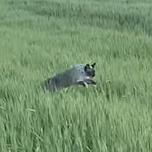 Прыгучая кошка с громким голосом никогда не заблудится в траве