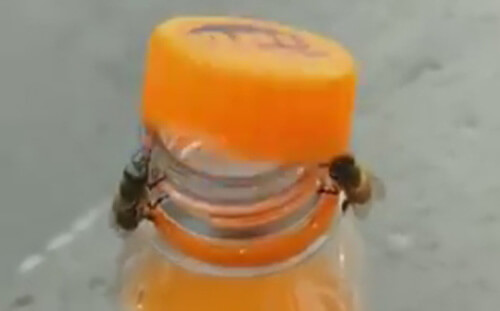 Объединив усилия, пчёлы добрались до газировки