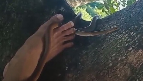 Турист влез на дерево и, сам того не желая, близко пообщался со змеёй