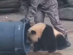Чтобы панда не мешала наводить порядок, её отвлекли игрушками