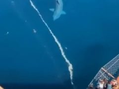 Гигантская акула заставила пассажиров корабля почувствовать себя маленькими