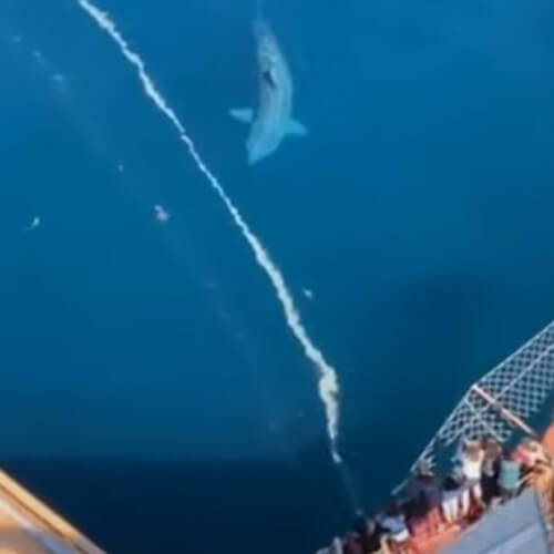 Гигантская акула заставила пассажиров корабля почувствовать себя маленькими