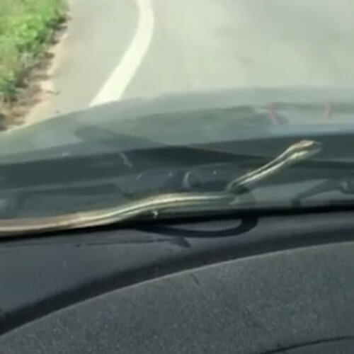 Маленькая змейка заползла на капот машины, но её не прокатили