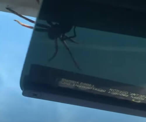 Крупный паук на потолке не помешал благополучной посадке самолёта