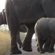 Слон удивил туристов «лунной походкой»