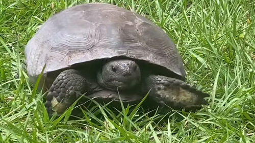 Черепаха точно знает, где трава всегда зеленее