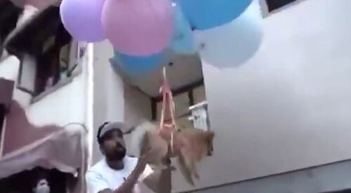 Хозяин, отправивший питомца в полёт на воздушных шарах, был задержан
