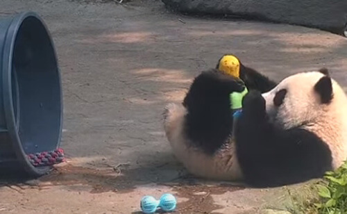 Чтобы панда не мешала наводить порядок, её отвлекли игрушками