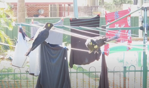 Чистую одежду пришлось заново стирать из-за хулиганистых попугаев