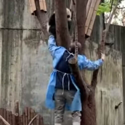 Чтобы добраться до панды, смотрителю пришлось стать покорителем деревьев