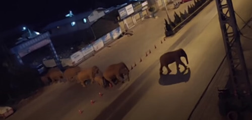 Стадо мигрирующих слонов прошлось по городу под покровом ночи