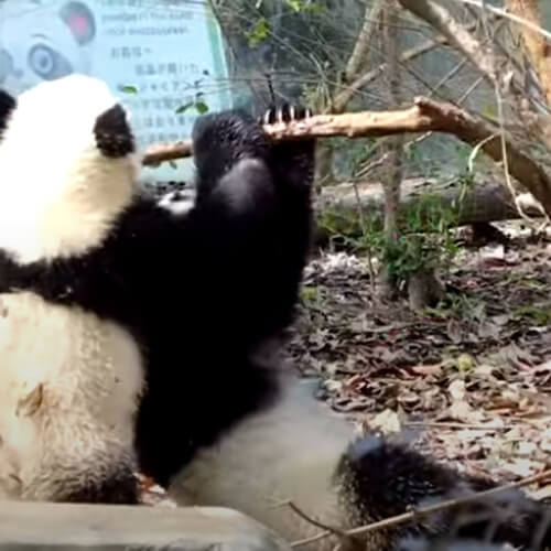 Упавшая с дерева панда оказалась завистливой