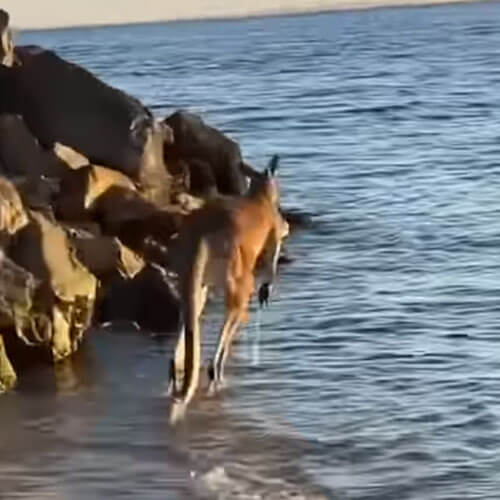 Не обратив никакого внимания на рыбаков, кенгуру освежился в водичке