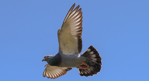 Любители голубиных гонок недосчитались большого количества птиц