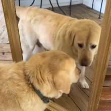 Пёс увидел в зеркале своего злейшего врага