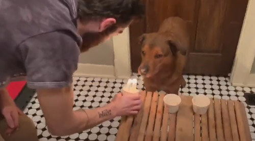 Пёс не только отпраздновал день рождения, но и успешно задул свечи на лакомстве