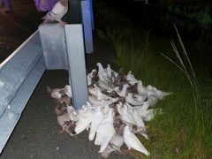 Из-за голубей, выпавших из грузовика, пришлось перекрывать автомагистраль