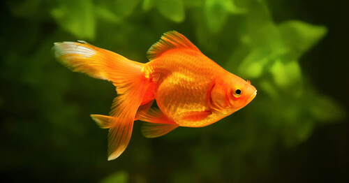 Разросшиеся золотые рыбки причиняют немало неприятностей экологам