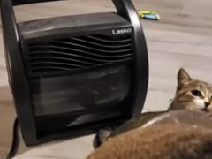 Кошка посчитала, что прохладный воздух можно поймать