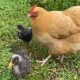 Пернатая мамаша стала отличной защитницей для птенцов