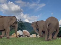 Слониха показала слепой подруге, где лежит еда