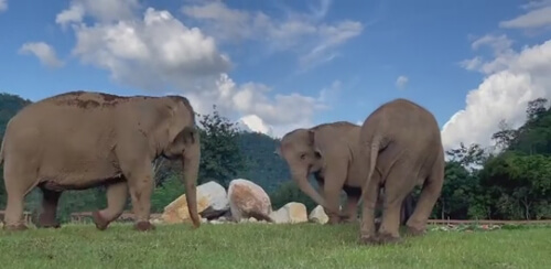 Слониха показала слепой подруге, где лежит еда