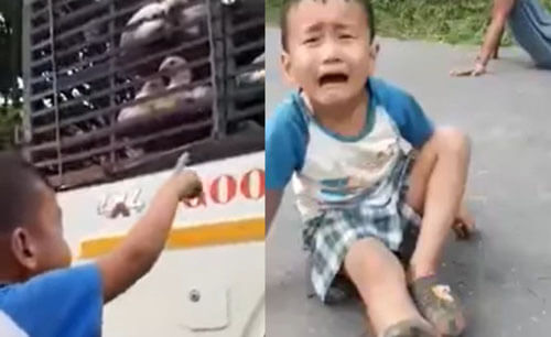 Мальчик с плачем умолял родителей не увозить его любимых кур
