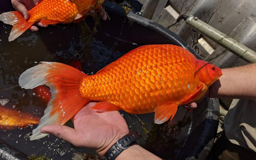 Разросшиеся золотые рыбки причиняют немало неприятностей экологам