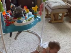 Кошка уверена, что детские кресла предназначены вовсе не для малышей