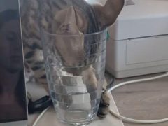 Котёнок умудрился слизать воду со дна стакана