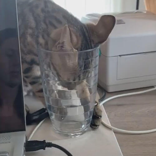 Котёнок умудрился слизать воду со дна стакана