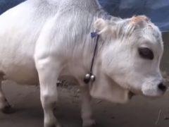 Карликовая корова привлекает толпы любопытных