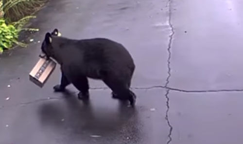 Медведь позарился на чужую посылку с туалетной бумагой