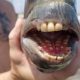 Люди обсуждают рыбу с полным ртом человеческих зубов