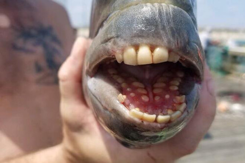 Люди обсуждают рыбу с полным ртом человеческих зубов