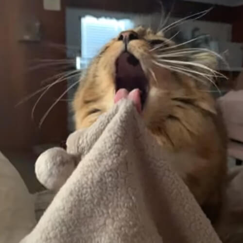 Кот регулярно попадает в неприятности из-за одеял и пледов