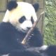 Панда, решившая вздремнуть, не забыла о безопасности своей еды