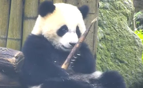 Панда, решившая вздремнуть, не забыла о безопасности своей еды