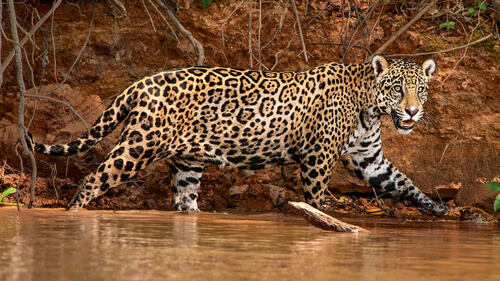 Посетительница зоопарка хотела полюбоваться на ягуаров, но испытала лишь огорчение