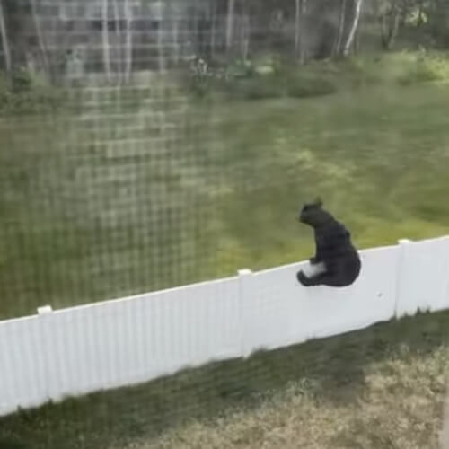 Домовладельцы убедились, что даже забор не спасёт их от вторжения медведей