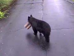 Медведь позарился на чужую посылку с туалетной бумагой