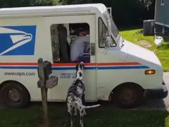 Хозяевам умной собаки нет нужды самим забирать почту