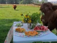 Коровы по достоинству оценили фруктовый пикник