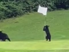 Молодой медведь развлёкся игрой с флагом