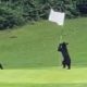 Молодой медведь развлёкся игрой с флагом